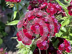 Sweet William / Dianthus barbatus / Bartnelke, l`oeillet du poÃÂ¨te, Oeillet des poÃÂ¨tes, Oeillet barbu, Clavel del poeta photo