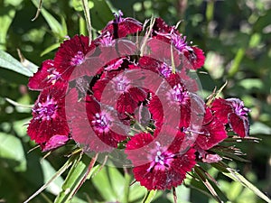 Sweet William / Dianthus barbatus / Bartnelke, l`oeillet du poÃÂ¨te, Oeillet des poÃÂ¨tes, Oeillet barbu, Clavel del poeta photo