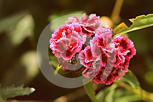 Sweet William Dianthus barbatus beautiful flowers in a summer garden close-up. Retro style toned