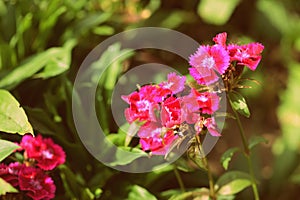 Sweet William Dianthus barbatus beautiful flowers in a summer garden close-up. Retro style toned