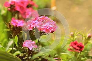 Sweet William Dianthus barbatus beautiful flowers in a summer garden close-up. Retro style toned
