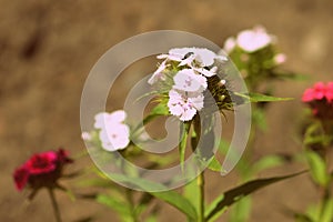 Sweet william Dianthus barbatus beautiful flowers in the summer garden close up. Retro style toned