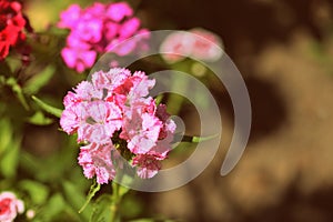 Sweet william Dianthus barbatus beautiful flowers in the summer garden close up. Retro style toned