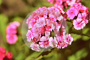 Sweet william Dianthus barbatus beautiful flowers in the summer garden close up. Retro style toned