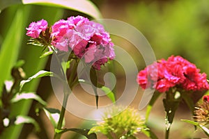 Sweet william Dianthus barbatus beautiful flowers in the summer garden close up. Retro style toned