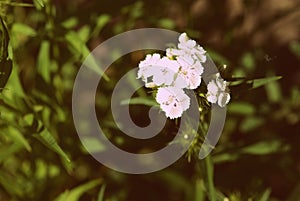 Sweet william Dianthus barbatus beautiful flowers in the summer garden close up. Retro style toned