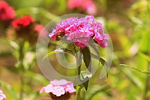 Sweet william Dianthus barbatus beautiful flowers in the summer garden close up. Retro style toned