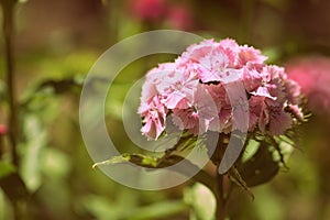 Sweet william Dianthus barbatus beautiful flowers in the summer garden close up. Retro style toned