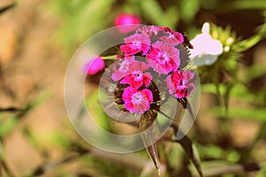 Sweet william Dianthus barbatus beautiful flowers in the summer garden close up. Retro style toned