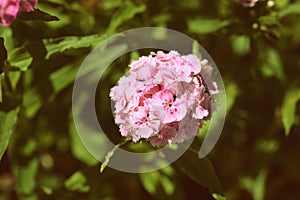 Sweet william Dianthus barbatus beautiful flowers in the summer garden close up. Retro style toned