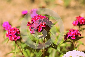 Sweet william Dianthus barbatus beautiful flowers in the summer garden close up. Retro style toned