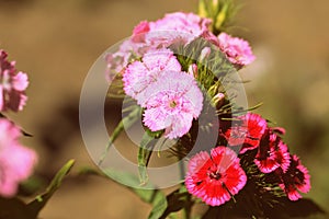 Sweet william Dianthus barbatus beautiful flowers in the summer garden close up. Retro style toned