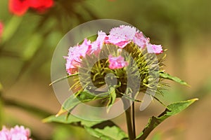 Sweet william Dianthus barbatus beautiful flowers in the summer garden close up. Retro style toned