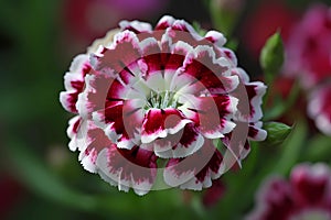 Sweet William (Dianthus barbatus) (Generative AI) photo