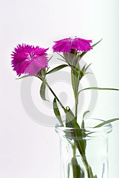 Sweet William Dianthus Barbatus in a vase.