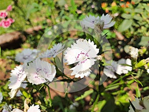 Sweet William flower in garden.