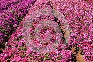 Sweet William Flowers