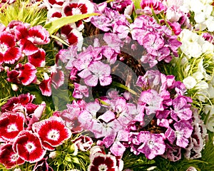 Sweet William flowers in bloom