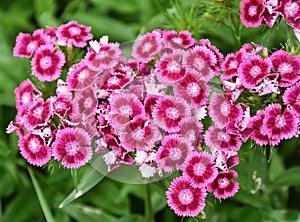 Sweet William flowers Dianthus barbatus