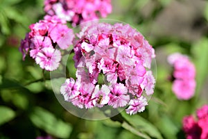 Sweet william flowers Dianthus barbatus in the summer garden