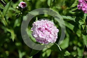 Sweet william flowers Dianthus barbatus in the summer garden