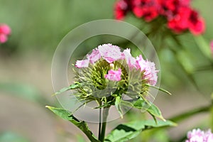 Sweet william flowers Dianthus barbatus in the summer garden