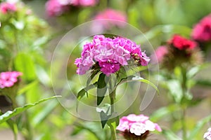 Sweet william flowers Dianthus barbatus in the summer garden