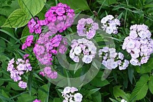 Sweet William Flowers.Flowerbed of Dianthus barbatus in garden