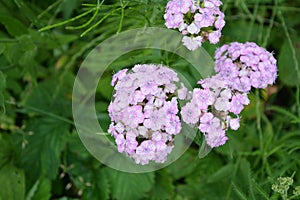 Sweet William Flowers.Flowerbed of Dianthus barbatus in garden