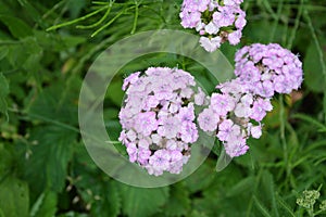 Sweet William Flowers.Flowerbed of Dianthus barbatus in garden