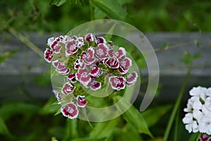 Sweet William Flowers.Flowerbed of Dianthus barbatus in garden