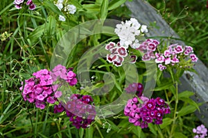 Sweet William Flowers.Flowerbed of Dianthus barbatus in garden