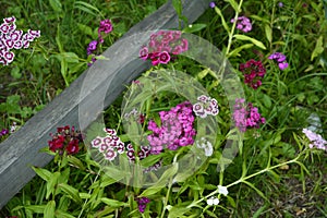 Sweet William Flowers.Flowerbed of Dianthus barbatus in garden