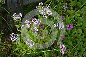 Sweet William Flowers.Flowerbed of Dianthus barbatus in garden