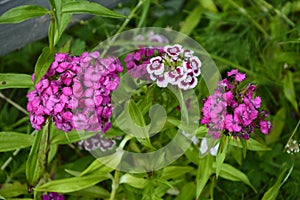 Sweet William Flowers.Flowerbed of Dianthus barbatus in garden