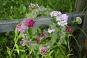 Sweet William Flowers.Flowerbed of Dianthus barbatus in garden