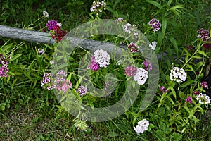 Sweet William Flowers.Flowerbed of Dianthus barbatus in garden