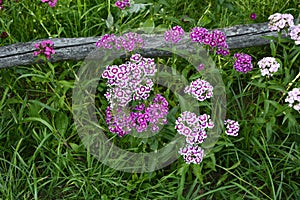 Sweet William Flowers.Flowerbed of Dianthus barbatus in garden