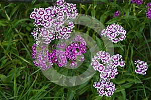 Sweet William Flowers.Flowerbed of Dianthus barbatus in garden