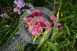 Sweet William Flowers.Flowerbed of Dianthus barbatus in garden