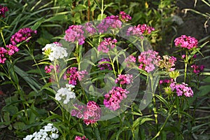 Sweet William Flowers.Flowerbed of Dianthus barbatus in garden