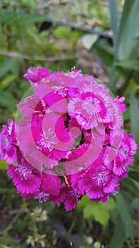 Sweet William Flowers Hot pink photo