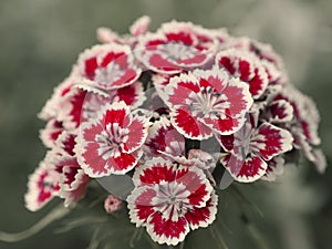 Sweet William flowers. Popular ornamental garden plant