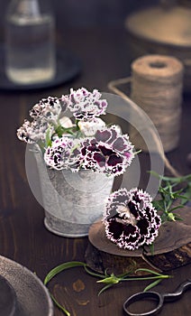 Sweet william flowers on table