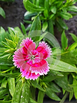 sweet william This plant has flowers that bloom bright red and white on the edges