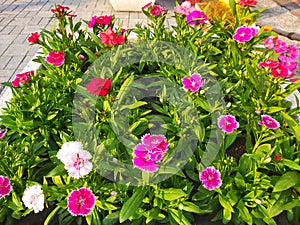 Sweet William This plant has flowers that bloom in pink, red and white