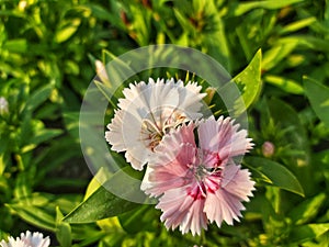 sweet william This plant has flowers that bloom pink with white gradations