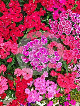 sweet william This plant has flowers that bloom in red, white and pink