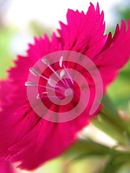 Sweet willium pink flower