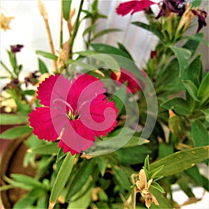 Sweet willium pink flower